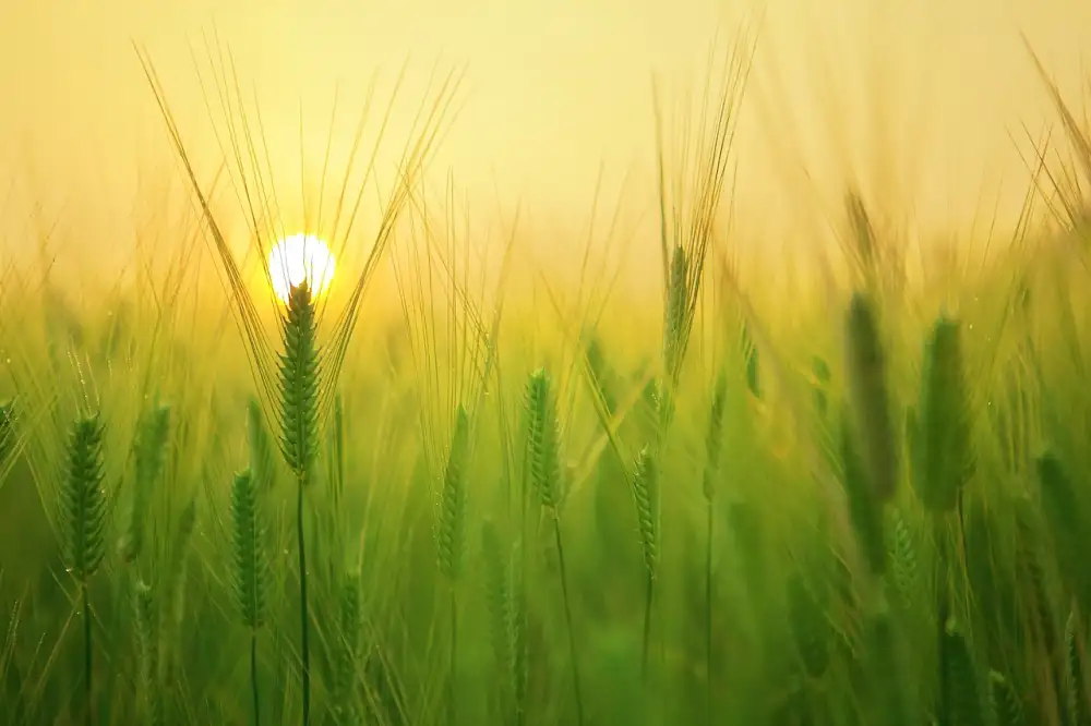 Co Na Pálení Žáhy V Těhotenství